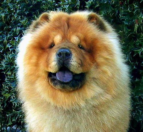 https://images.dog.ceo/breeds/chow/n02112137_2757.jpg