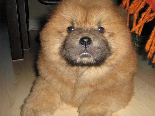 https://images.dog.ceo/breeds/chow/n02112137_2809.jpg