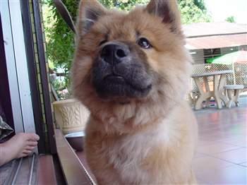 https://images.dog.ceo/breeds/chow/n02112137_2947.jpg