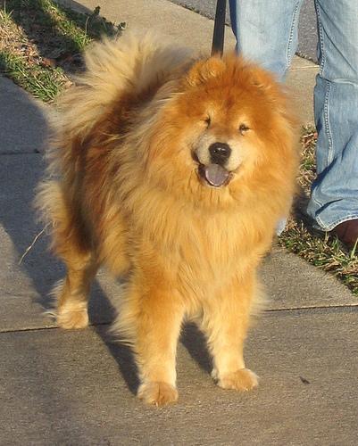 https://images.dog.ceo/breeds/chow/n02112137_2998.jpg