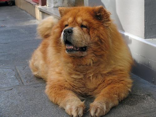 https://images.dog.ceo/breeds/chow/n02112137_3032.jpg