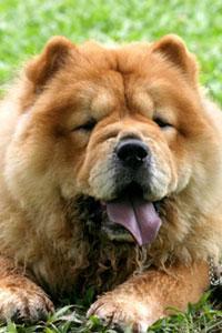 https://images.dog.ceo/breeds/chow/n02112137_3439.jpg