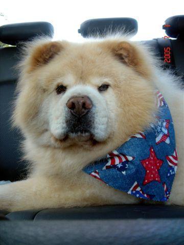 https://images.dog.ceo/breeds/chow/n02112137_347.jpg