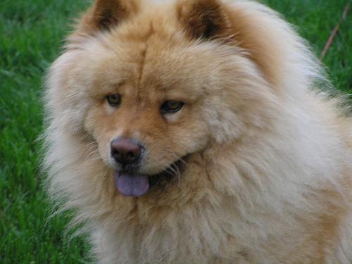 https://images.dog.ceo/breeds/chow/n02112137_3523.jpg