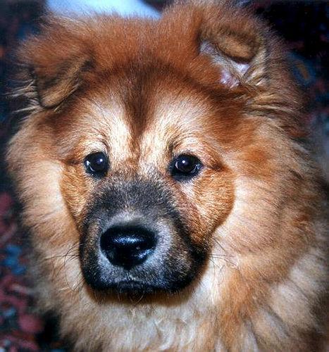 https://images.dog.ceo/breeds/chow/n02112137_4447.jpg