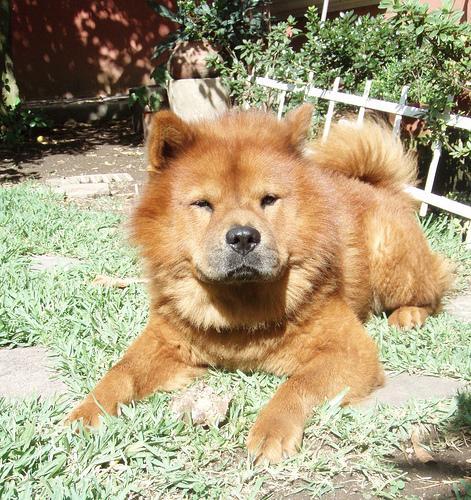 https://images.dog.ceo/breeds/chow/n02112137_5022.jpg