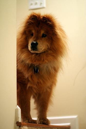 https://images.dog.ceo/breeds/chow/n02112137_5114.jpg