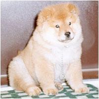 https://images.dog.ceo/breeds/chow/n02112137_5420.jpg