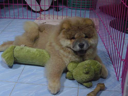 https://images.dog.ceo/breeds/chow/n02112137_5966.jpg