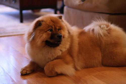 https://images.dog.ceo/breeds/chow/n02112137_6016.jpg