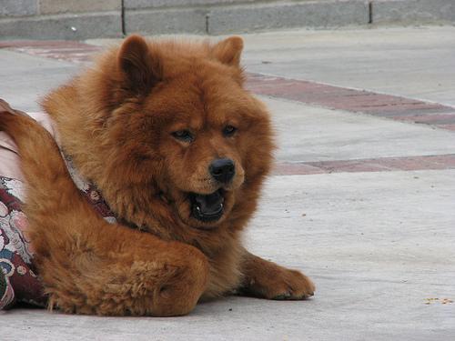 https://images.dog.ceo/breeds/chow/n02112137_6314.jpg