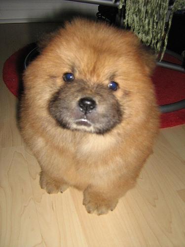 https://images.dog.ceo/breeds/chow/n02112137_6458.jpg