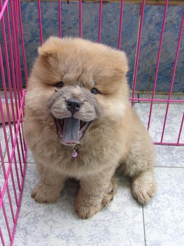 https://images.dog.ceo/breeds/chow/n02112137_6808.jpg