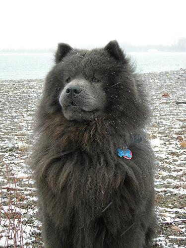 https://images.dog.ceo/breeds/chow/n02112137_7428.jpg