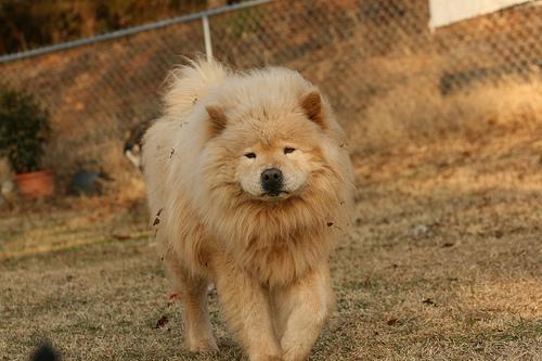 https://images.dog.ceo/breeds/chow/n02112137_7594.jpg