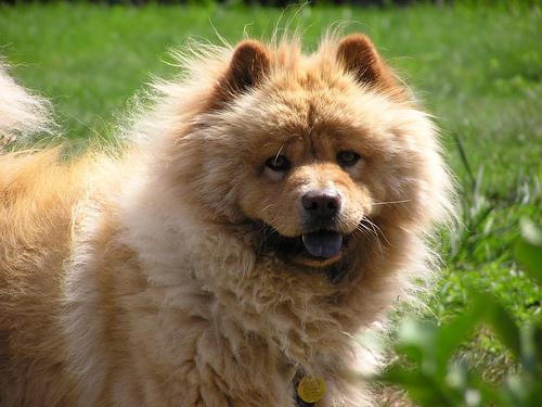 https://images.dog.ceo/breeds/chow/n02112137_7616.jpg