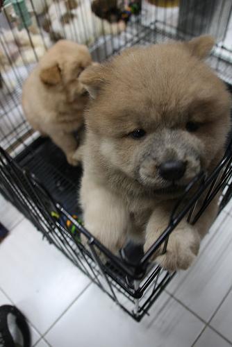 https://images.dog.ceo/breeds/chow/n02112137_7706.jpg