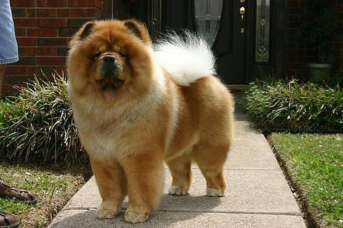 https://images.dog.ceo/breeds/chow/n02112137_7988.jpg