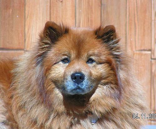 https://images.dog.ceo/breeds/chow/n02112137_8161.jpg