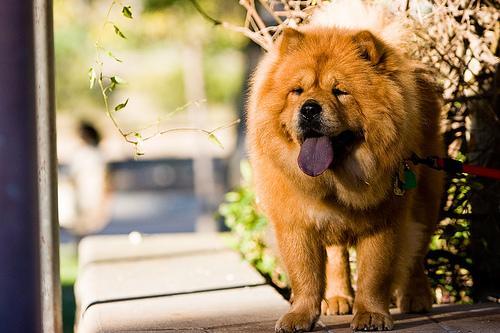 https://images.dog.ceo/breeds/chow/n02112137_8212.jpg