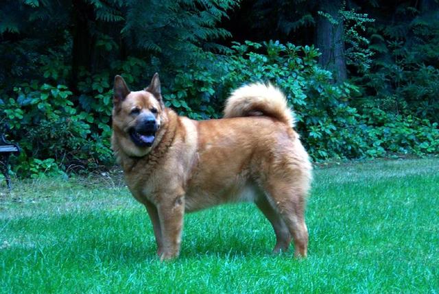 https://images.dog.ceo/breeds/chow/n02112137_8637.jpg