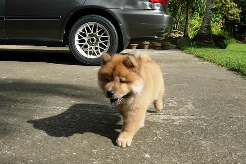 https://images.dog.ceo/breeds/chow/n02112137_8769.jpg