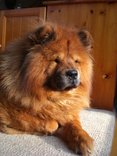 https://images.dog.ceo/breeds/chow/n02112137_8862.jpg