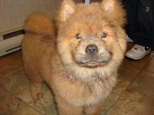 https://images.dog.ceo/breeds/chow/n02112137_9156.jpg