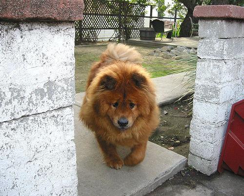 https://images.dog.ceo/breeds/chow/n02112137_9280.jpg