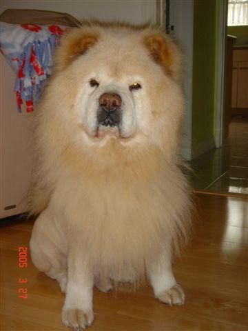 https://images.dog.ceo/breeds/chow/n02112137_9405.jpg