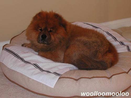 https://images.dog.ceo/breeds/chow/n02112137_9591.jpg