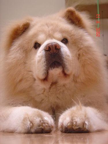 https://images.dog.ceo/breeds/chow/n02112137_9708.jpg