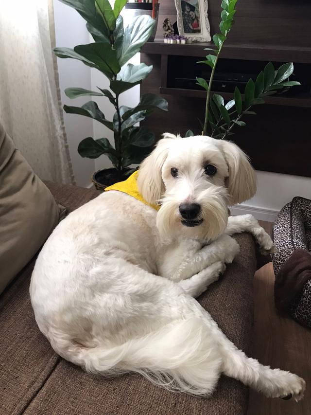 https://images.dog.ceo/breeds/cockapoo/Guri1.jpg