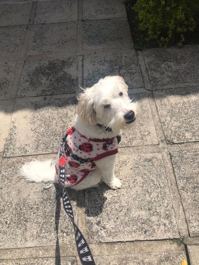 https://images.dog.ceo/breeds/cockapoo/Guri5.jpg