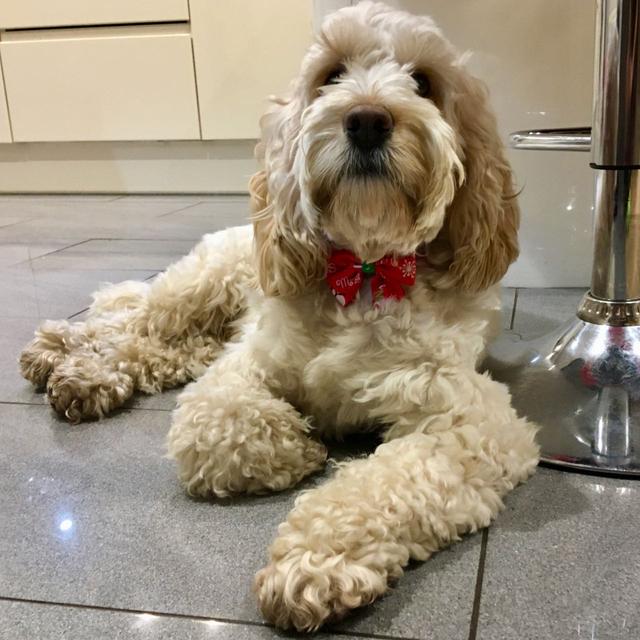 https://images.dog.ceo/breeds/cockapoo/george-bow-tie.jpg