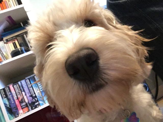 https://images.dog.ceo/breeds/cockapoo/george-close-up.jpg