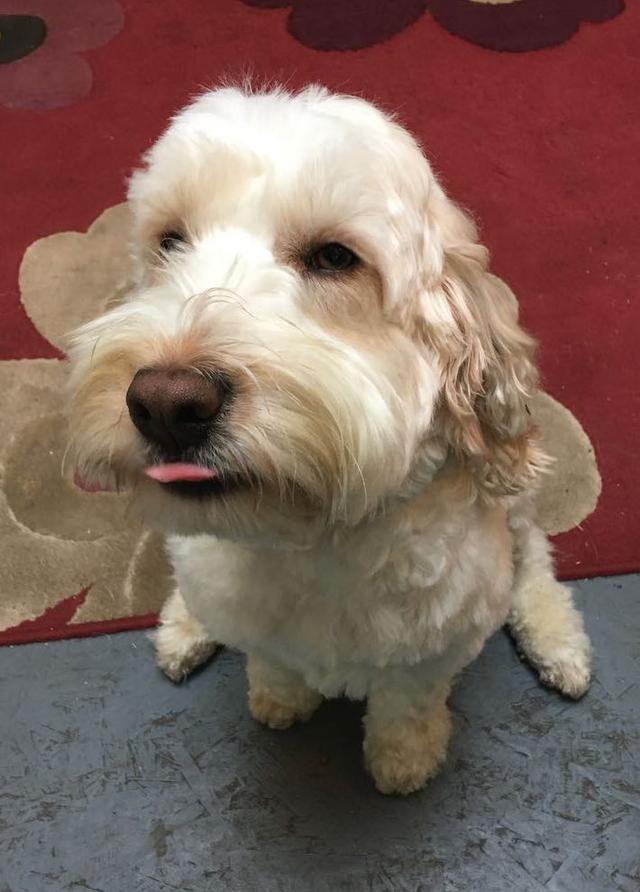 https://images.dog.ceo/breeds/cockapoo/george-tongue.jpg