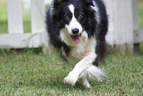 https://images.dog.ceo/breeds/collie/n02106030_10021.jpg