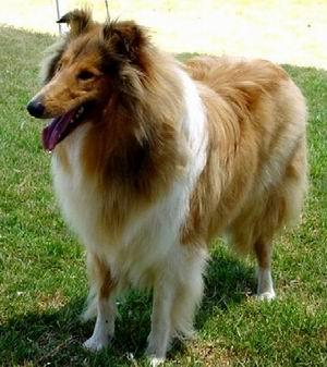 https://images.dog.ceo/breeds/collie/n02106030_1005.jpg