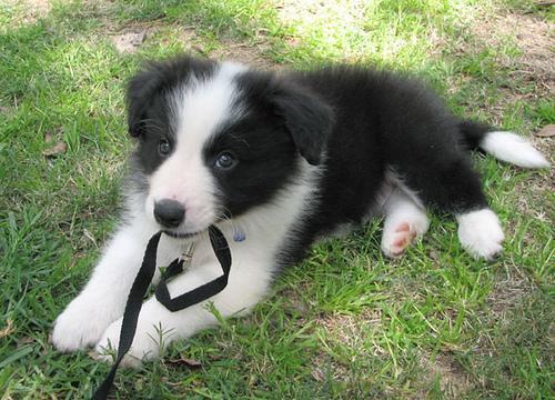 https://images.dog.ceo/breeds/collie/n02106030_10170.jpg