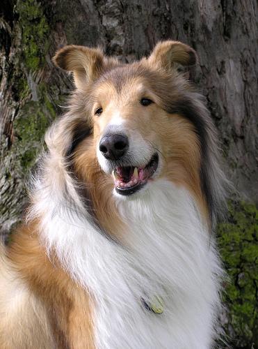 https://images.dog.ceo/breeds/collie/n02106030_10675.jpg