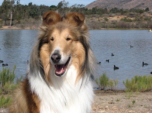 https://images.dog.ceo/breeds/collie/n02106030_11148.jpg