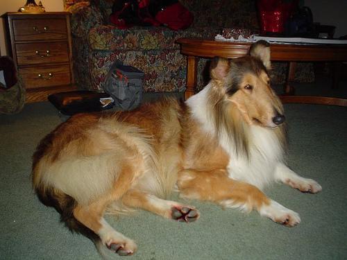 https://images.dog.ceo/breeds/collie/n02106030_1152.jpg