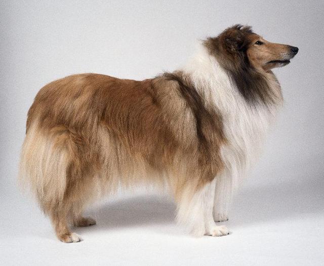 https://images.dog.ceo/breeds/collie/n02106030_124.jpg