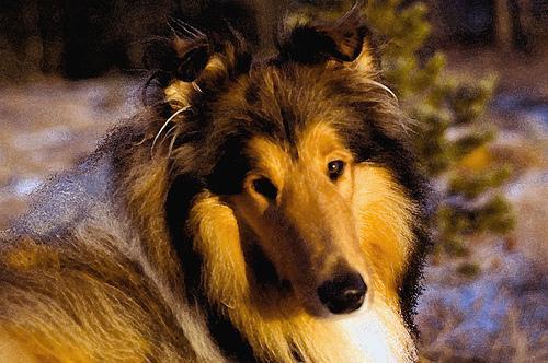 https://images.dog.ceo/breeds/collie/n02106030_12714.jpg