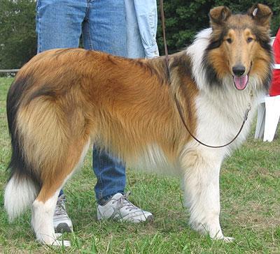 https://images.dog.ceo/breeds/collie/n02106030_13834.jpg