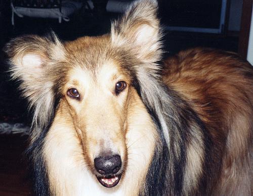 https://images.dog.ceo/breeds/collie/n02106030_14089.jpg