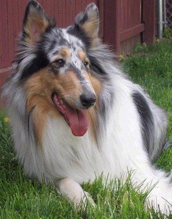 https://images.dog.ceo/breeds/collie/n02106030_14943.jpg