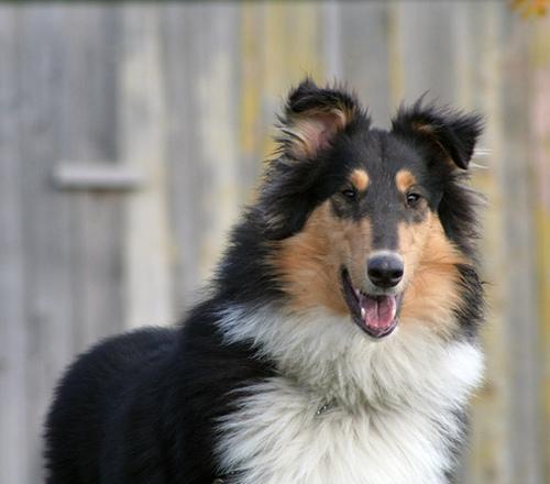 https://images.dog.ceo/breeds/collie/n02106030_14999.jpg