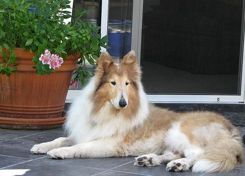 https://images.dog.ceo/breeds/collie/n02106030_15074.jpg